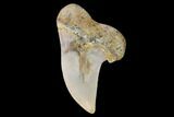 1.5" Fossil Shark (Carcharodon planus) Tooth - Sharktooth Hill, CA - #94676-1